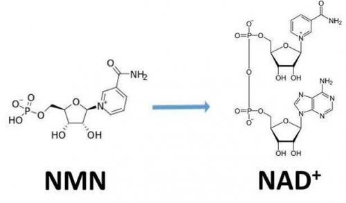 從生物學(xué)角度看NMN:為何能延緩衰老和提高免疫力？
