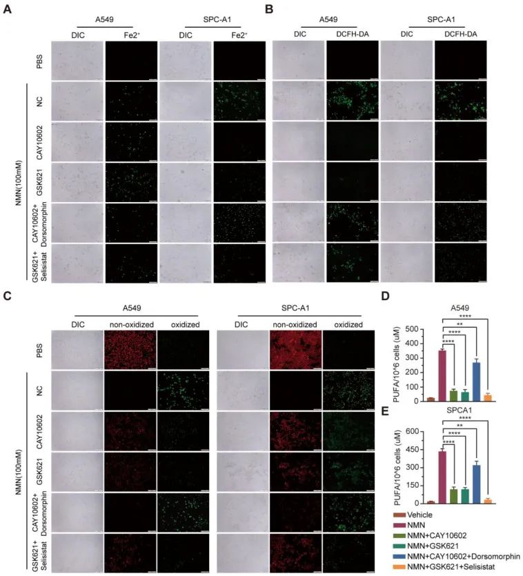 古特生物 古特生物
