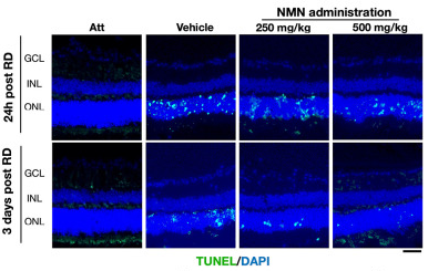 古特生物 古特生物