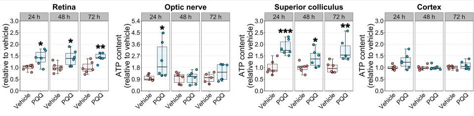 古特生物 PQQ給藥對(duì)體內(nèi)視覺系統(tǒng)組織ATP水平的影響
