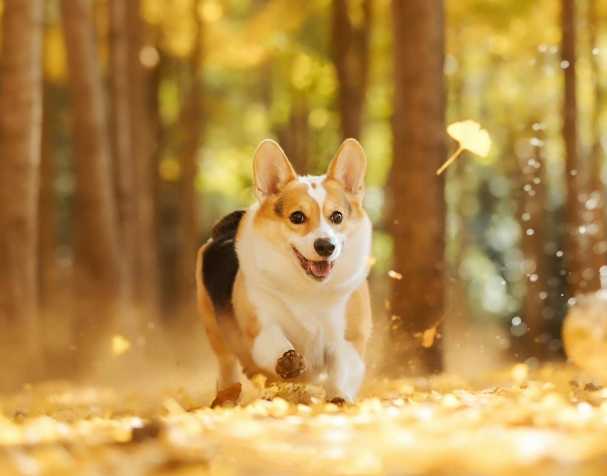 古特生物 PQQ:改善認(rèn)知與運(yùn)動(dòng)能力