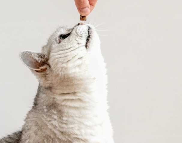 古特生物 輔酶Q10:促進(jìn)心血管健康