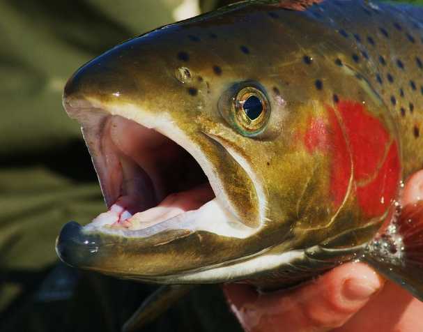 提升生長(zhǎng)性能 提升生長(zhǎng)性能