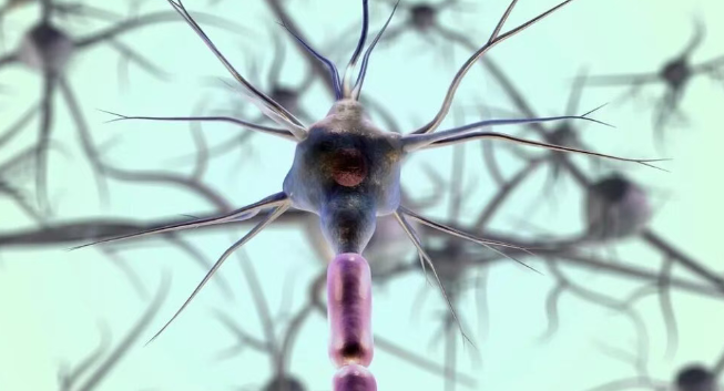 多靶點(diǎn)協(xié)同的調(diào)控網(wǎng)絡(luò)