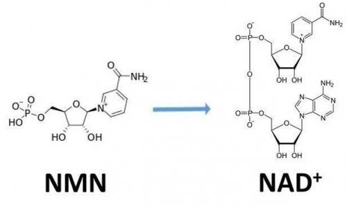 從生物學(xué)角度看NMN:為何能延緩衰老和提高免疫力？