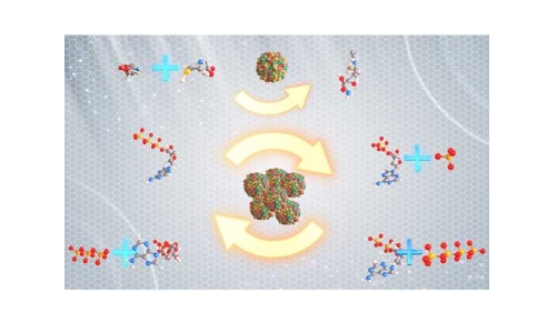 什么是“酶法合成偶聯(lián)ATP再生技術(shù)”？